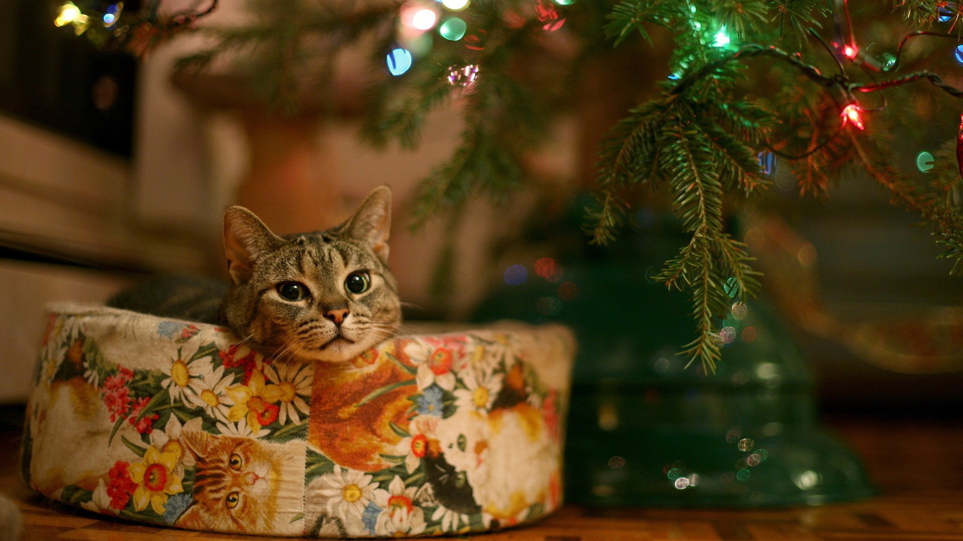 lindo gatito regalo árbol de navidad animales mirada gato ojos