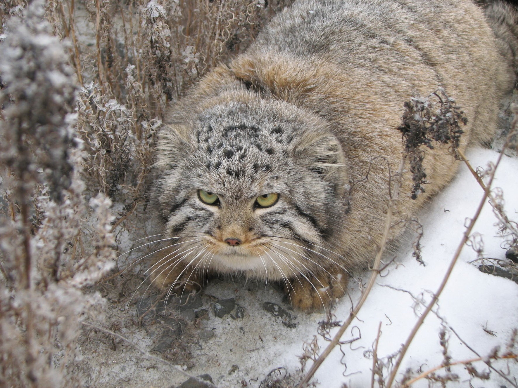 cappotto di pelliccia caldo famiglia di gatti arrabbiato animali sguardo occhi