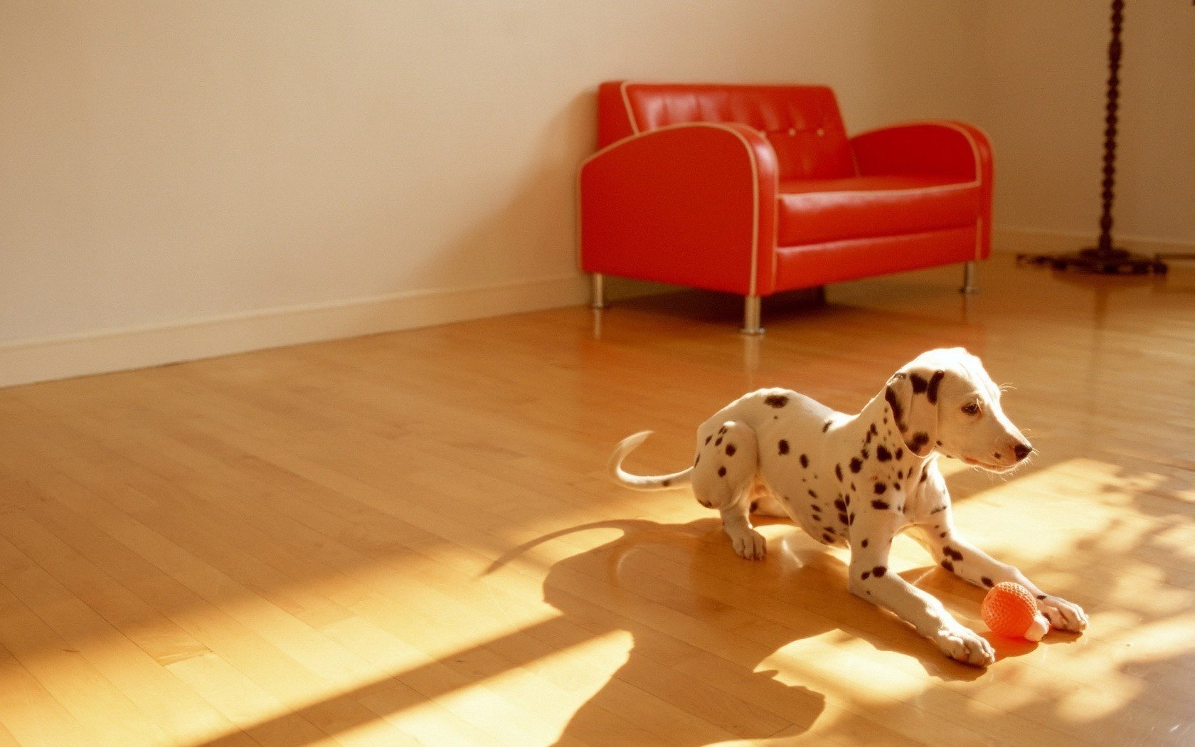 chien avec des taches jeu balle dalmatien chiens chiots