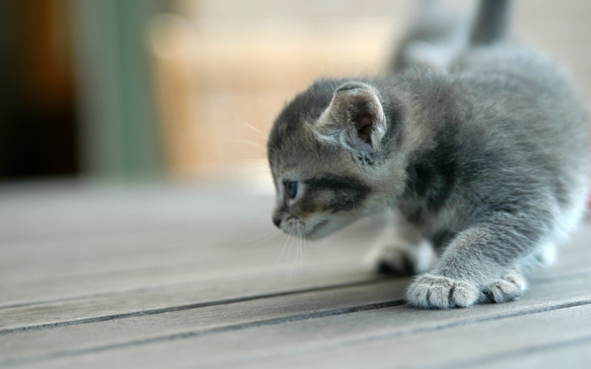 kleine katze schleicht ohren tiere kätzchen katzen