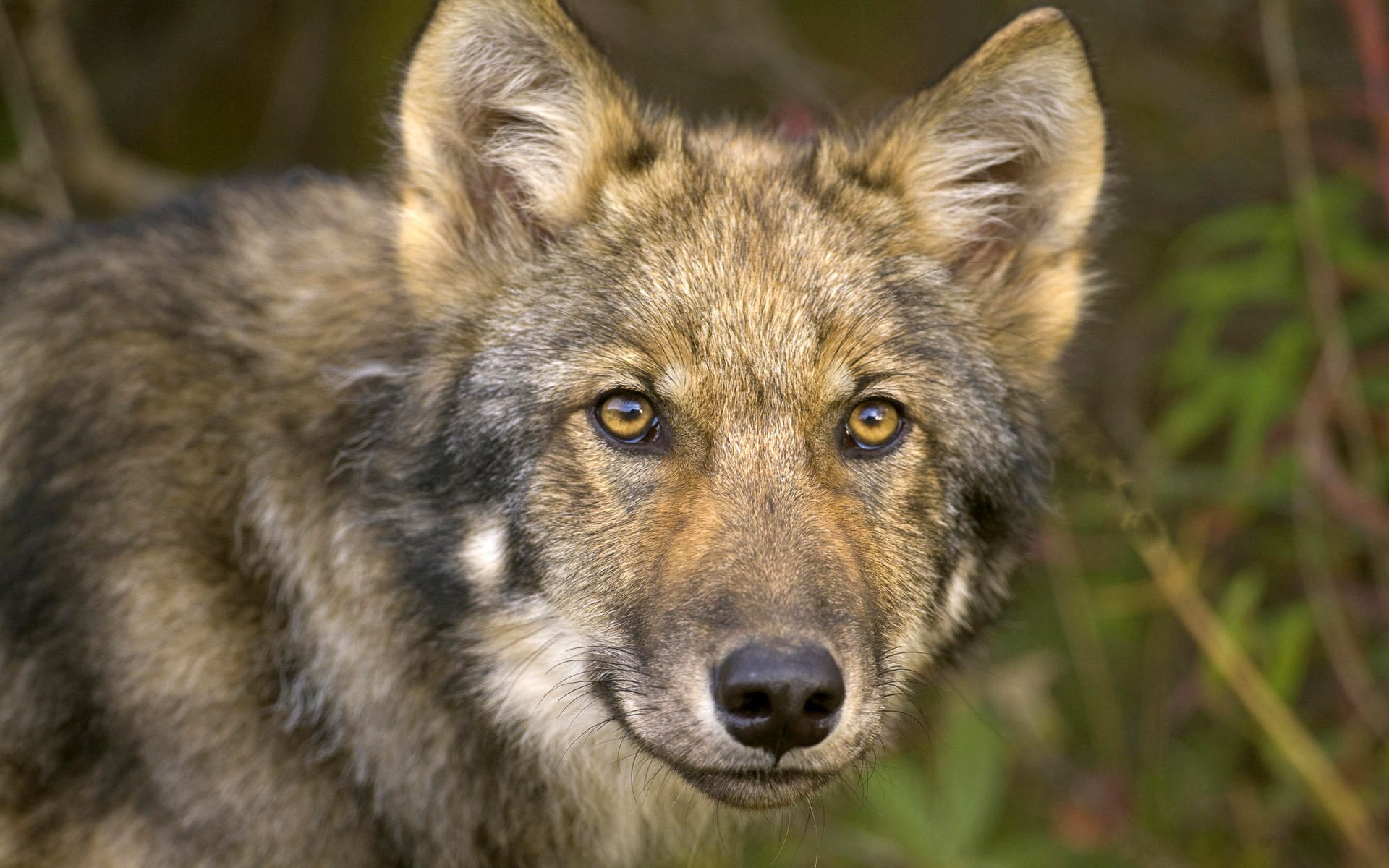 black spout eyes wolf look