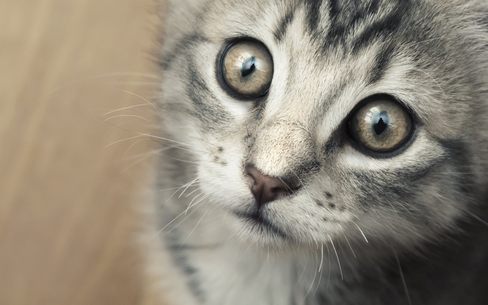 criatura indefensa gris gato animales mirada gatitos gato ojos macro