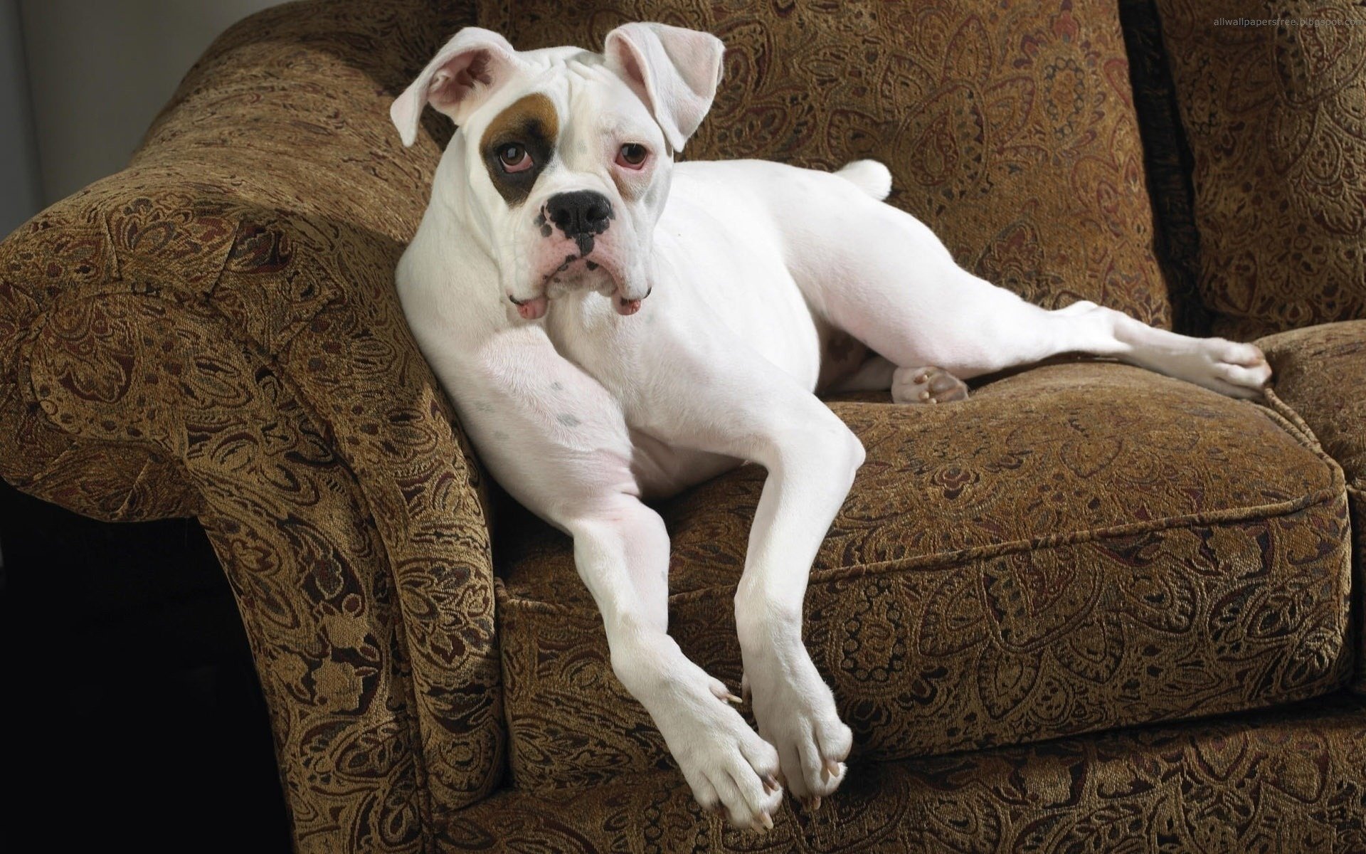 traurige schnauze weißer hund sofa hunde blick