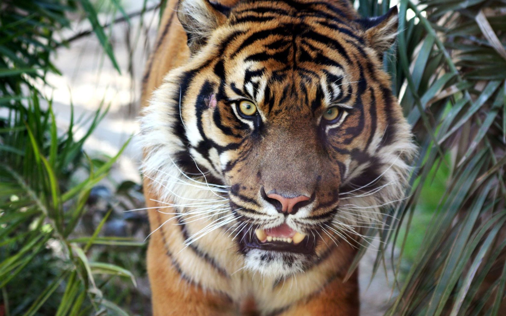 tiger tierwelt brüllen tiere raubtiere blick katze augen