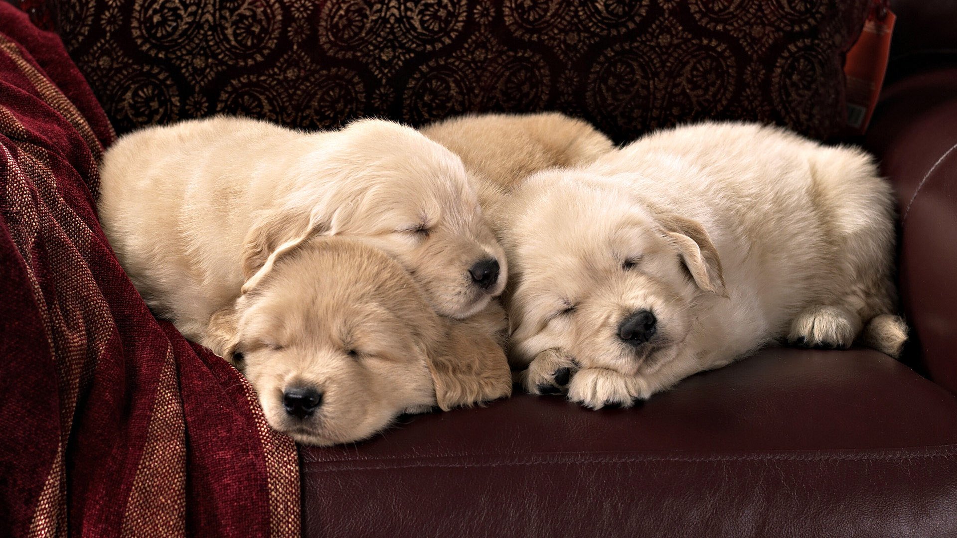 enfance précieuse miettes blanches chiots chiens sommeil