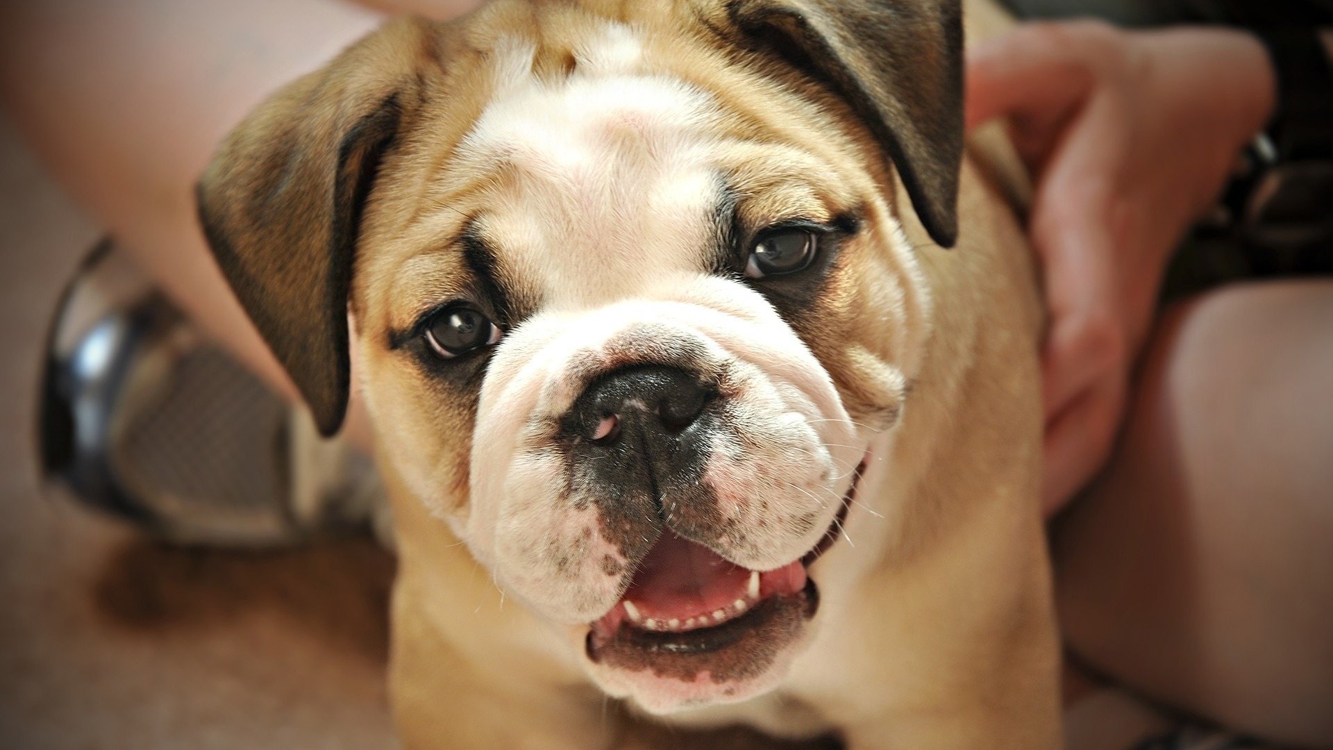 hund süßes lächeln freundlichkeit bulldogge hunde blick englisch