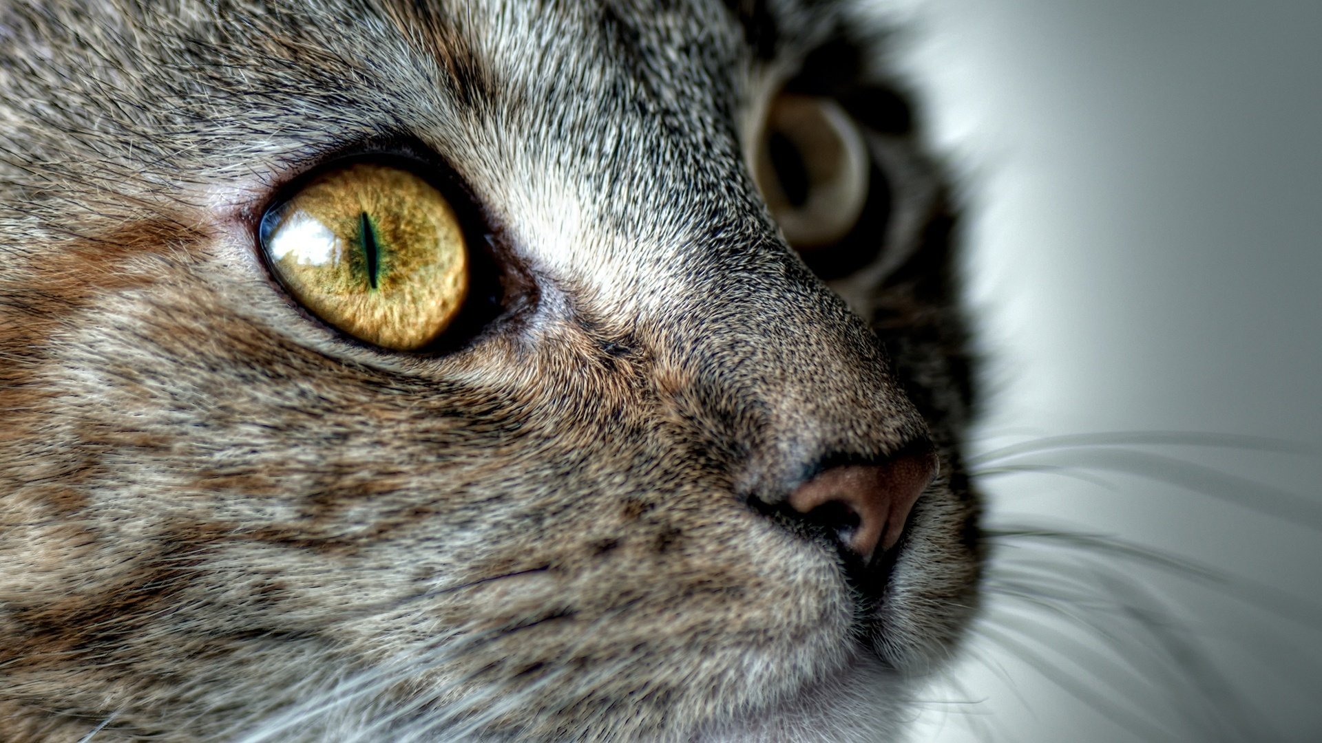 cats koshak face antennae animals look cat eyes macro