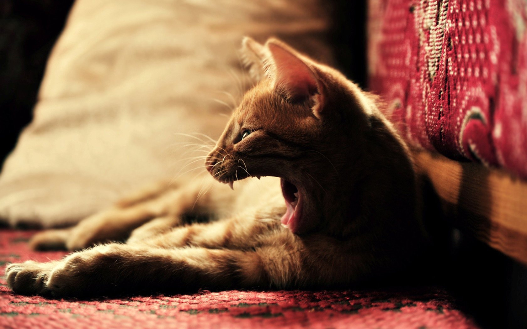 red cat yawns chair animals cat grin