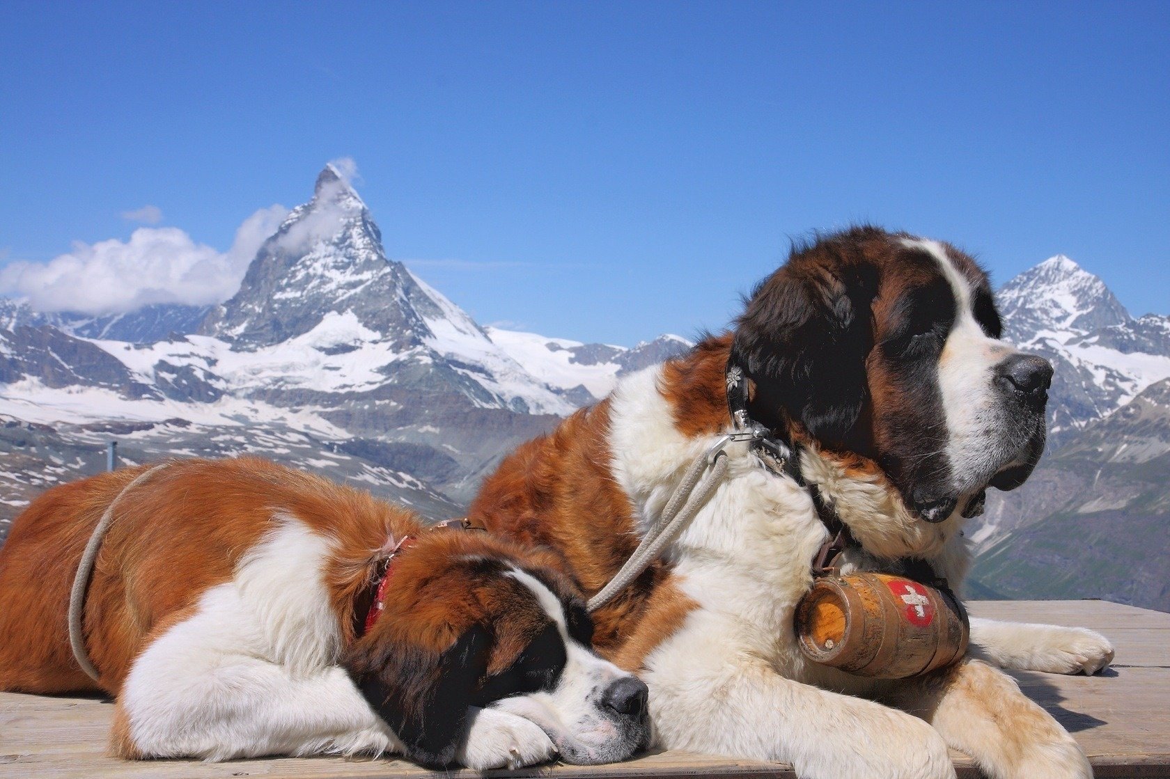 dog doctor mountains winter st. bernard dog