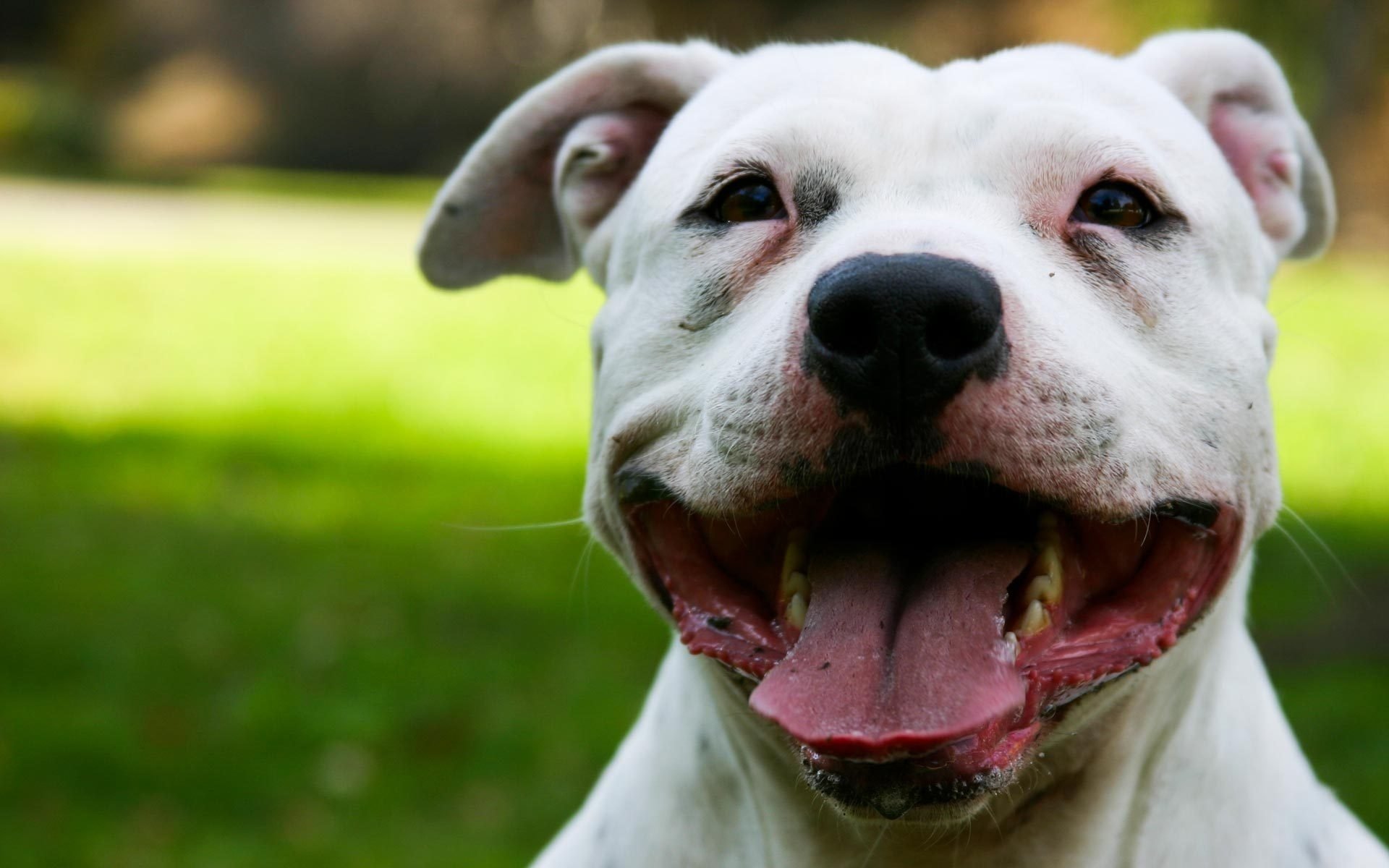 lächeln zufriedenes gesicht weißer hund hunde