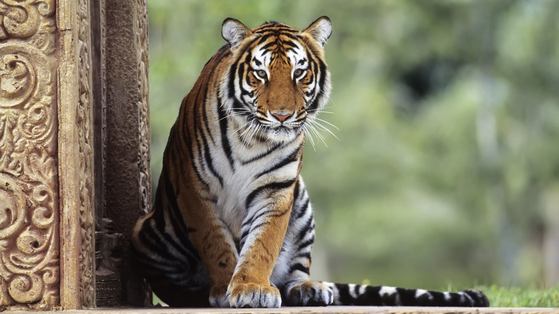 bestia rayada verde cola animales depredadores vista gato ojos