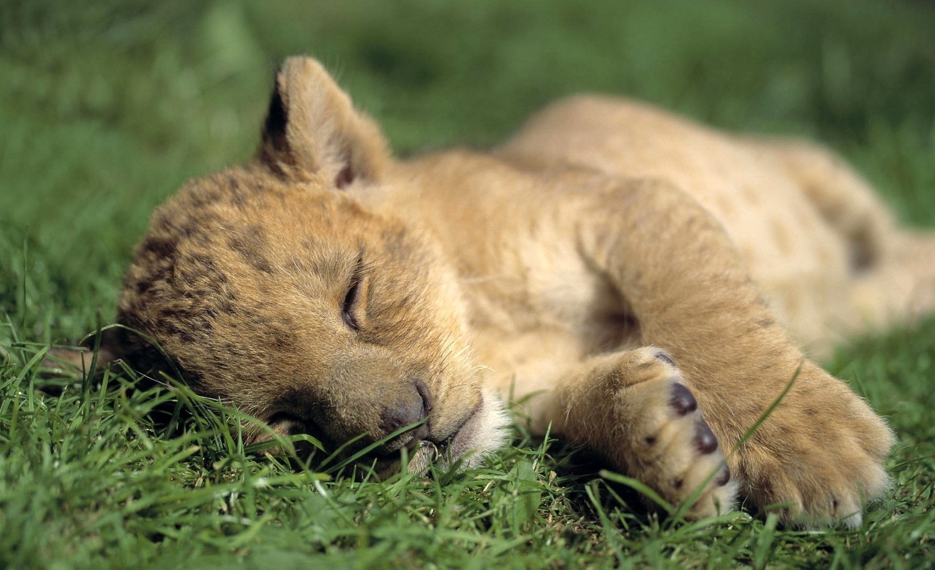 gras schlaf löwenbaby ruhe tiere raubtiere katzen