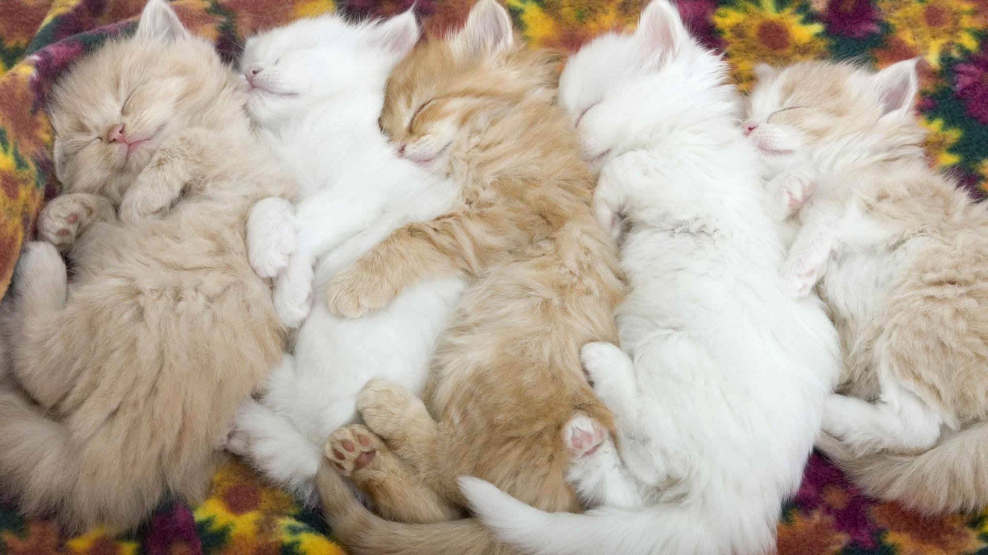 fluffy lumps white and red kittens animals sleep cat