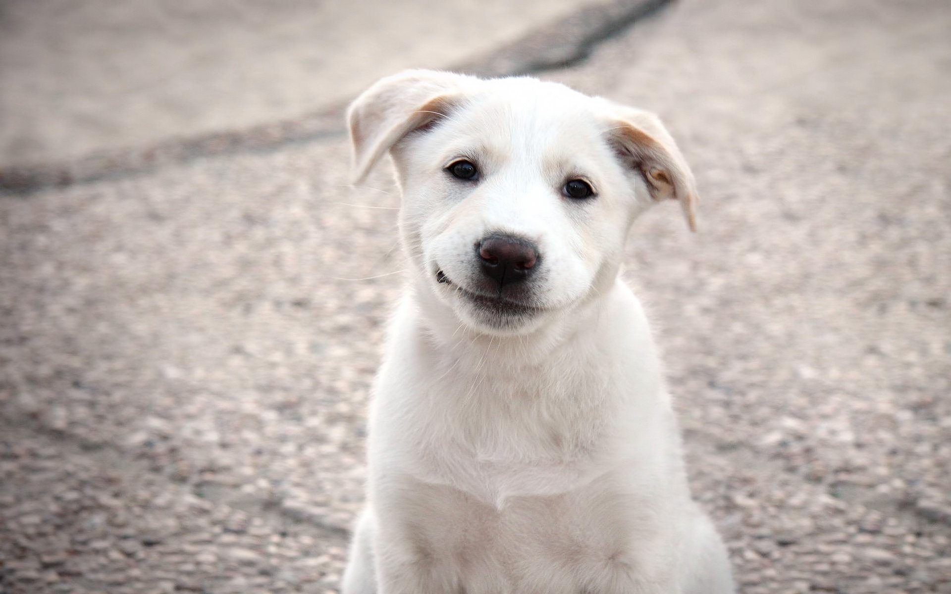 hanging ears smile white dog dogs puppies look ulybka white animals eyes face