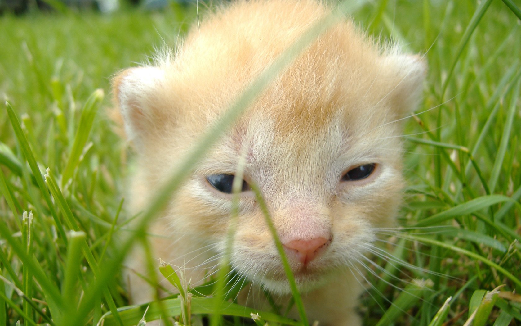 bambino colore chiaro viso carino animali gattini gatto occhi