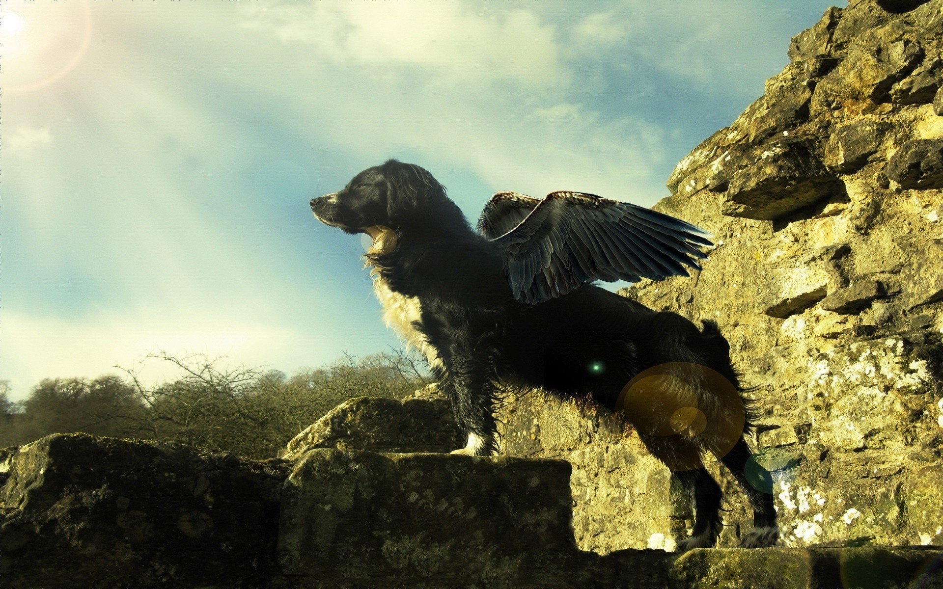 hund mit flügeln sonne stolze vögel hunde