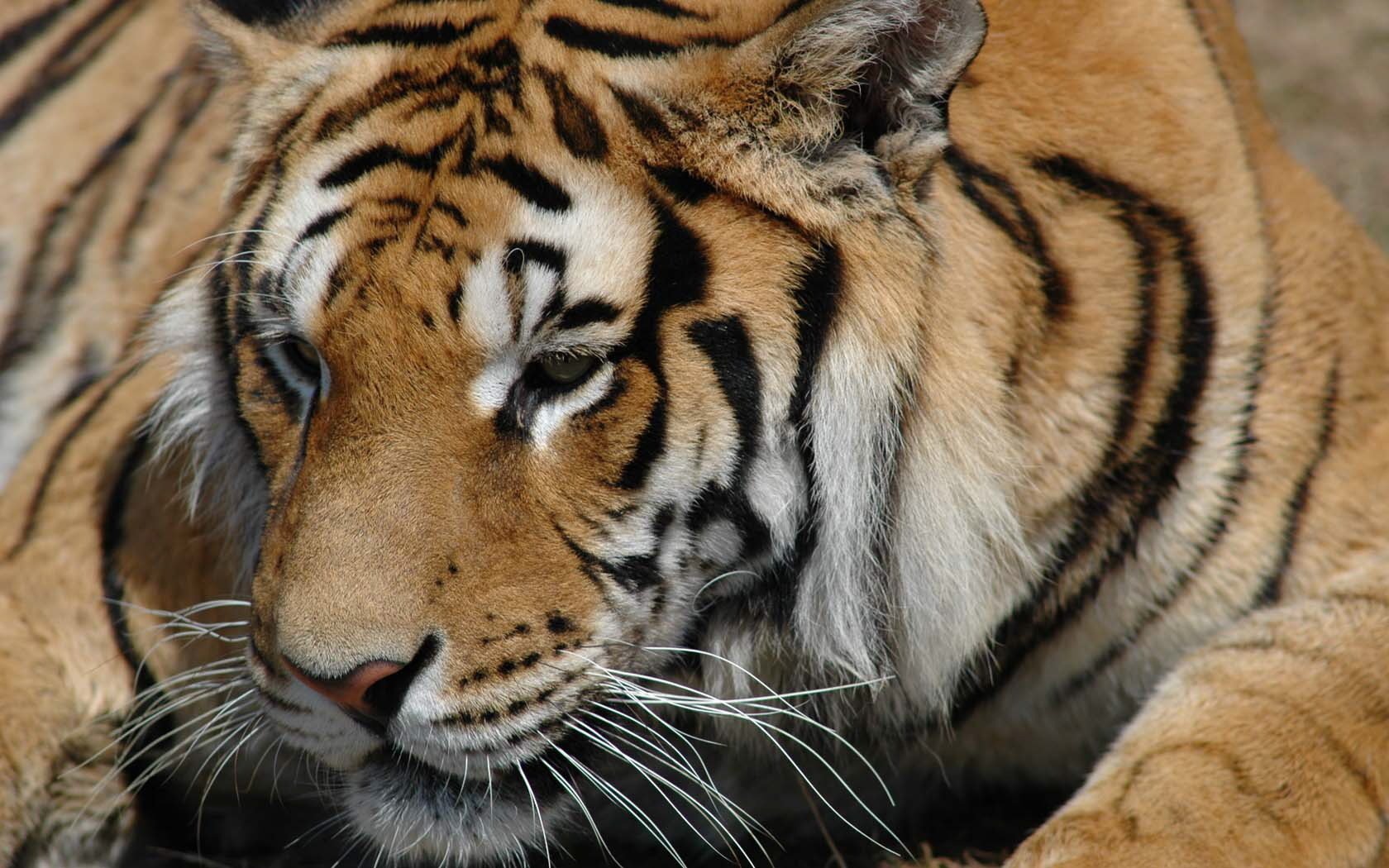 furchterregende augen tiger wichtige person tiere raubtiere katzen blick