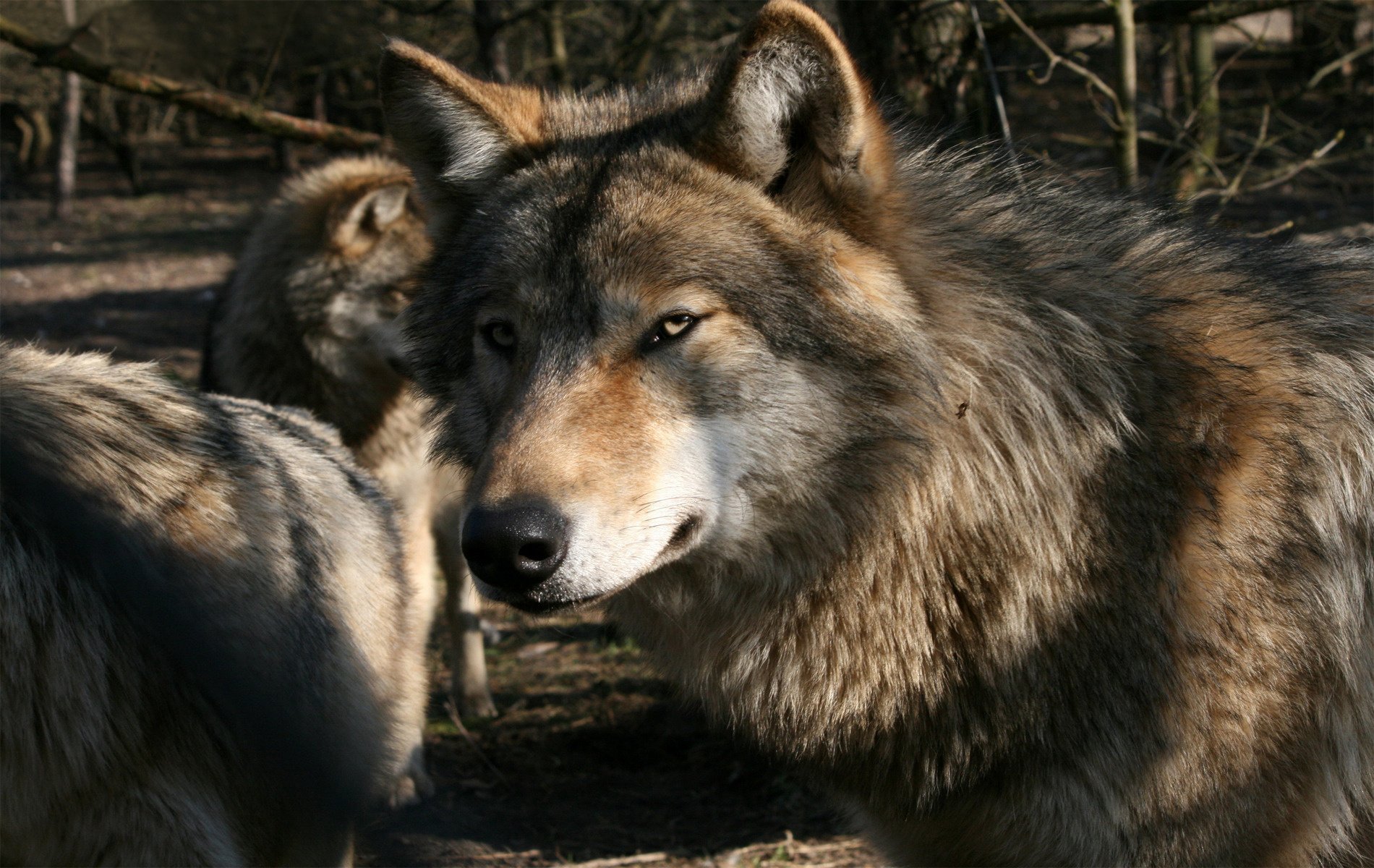 wilki spojrzenie natura spojrzenie