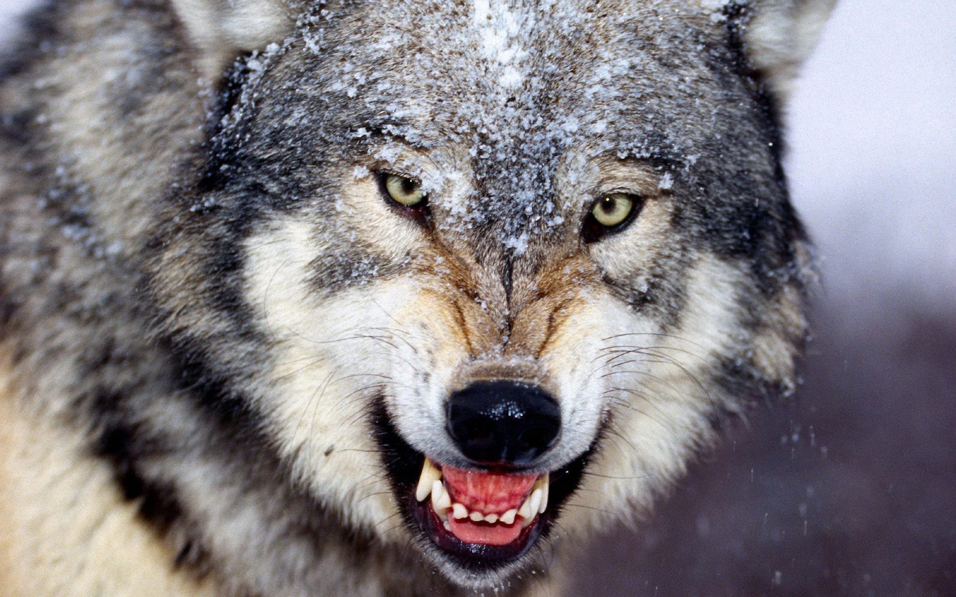 loup gris colère sourire loups regard