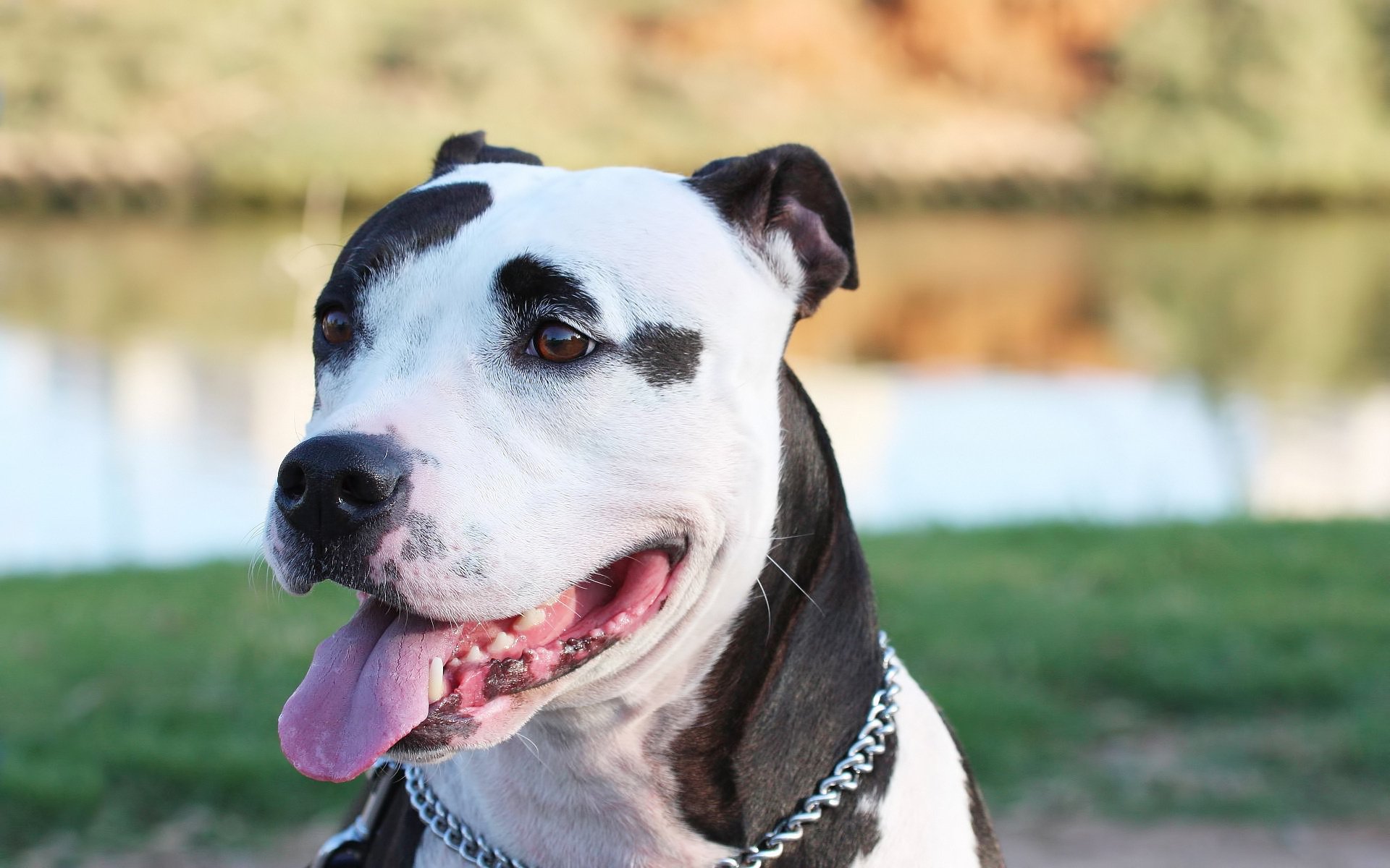 perro enojado lago sonrisa perros mirada