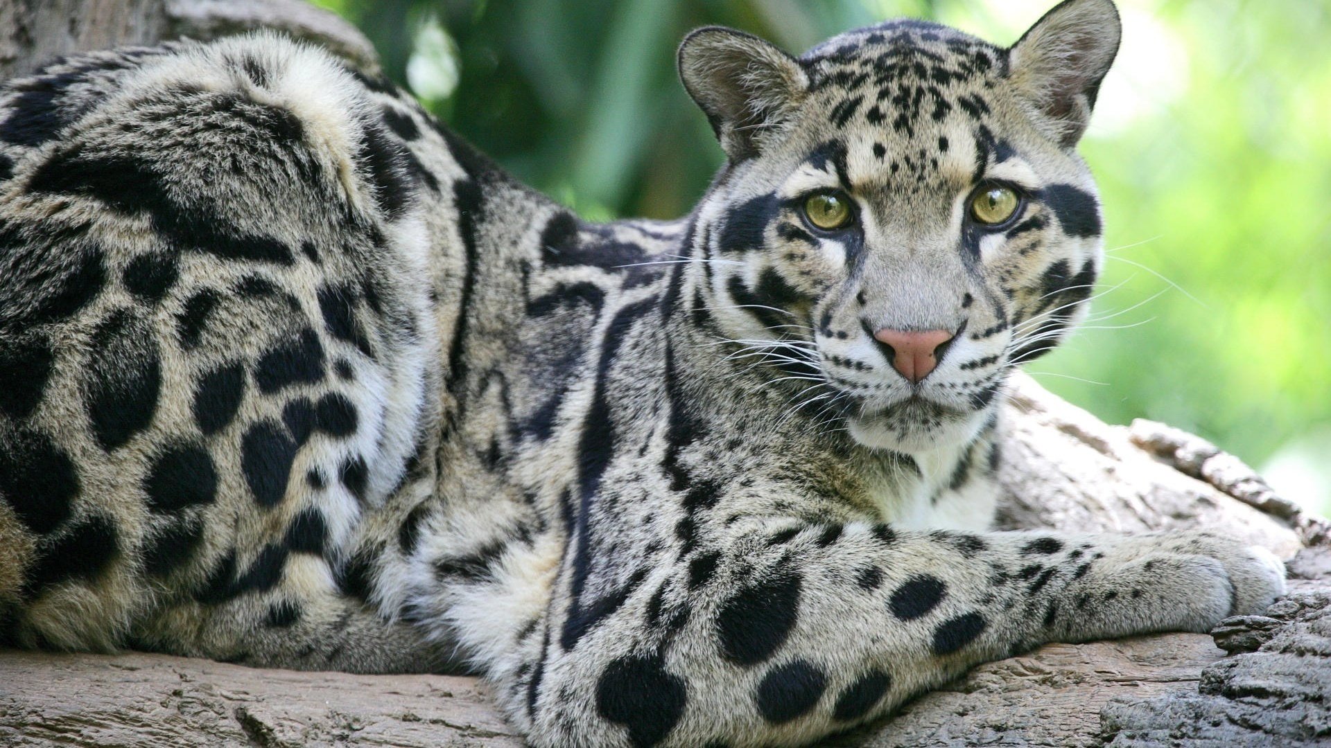 sitzt auf einem baum wildkatze grüne augen tiere raubtiere blick katzenaugen augen