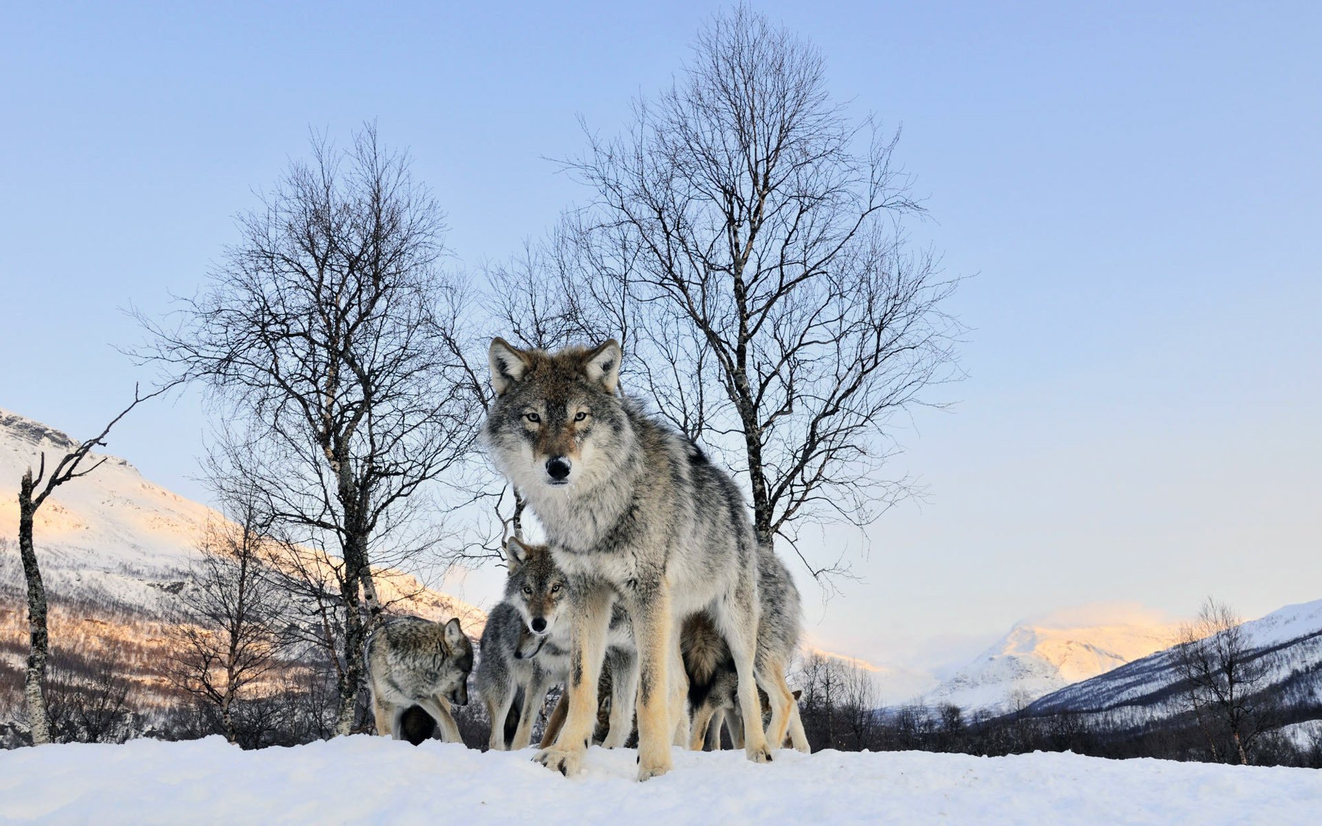 winter a pack of wolves look into the distance wolves look snow