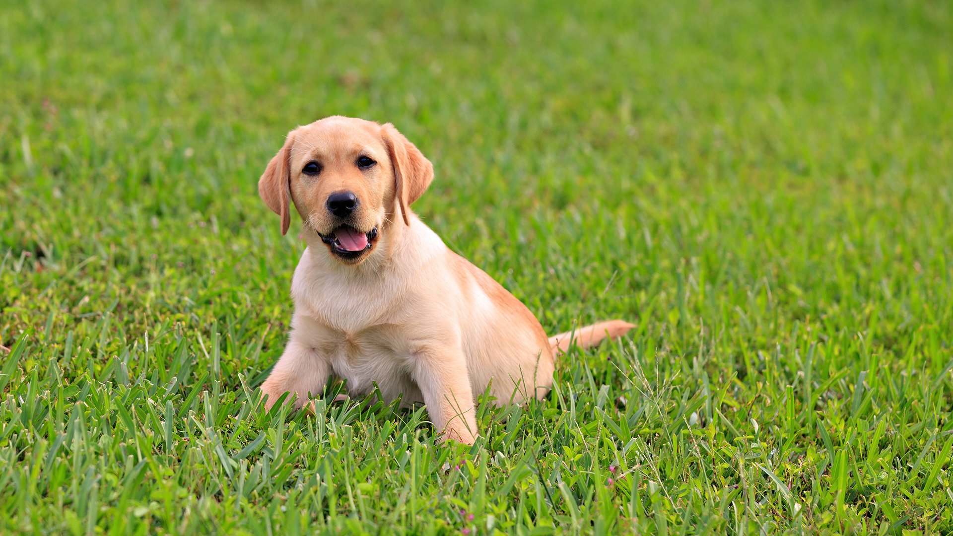 chiot blanc herbe verte museau chiens chiots regard