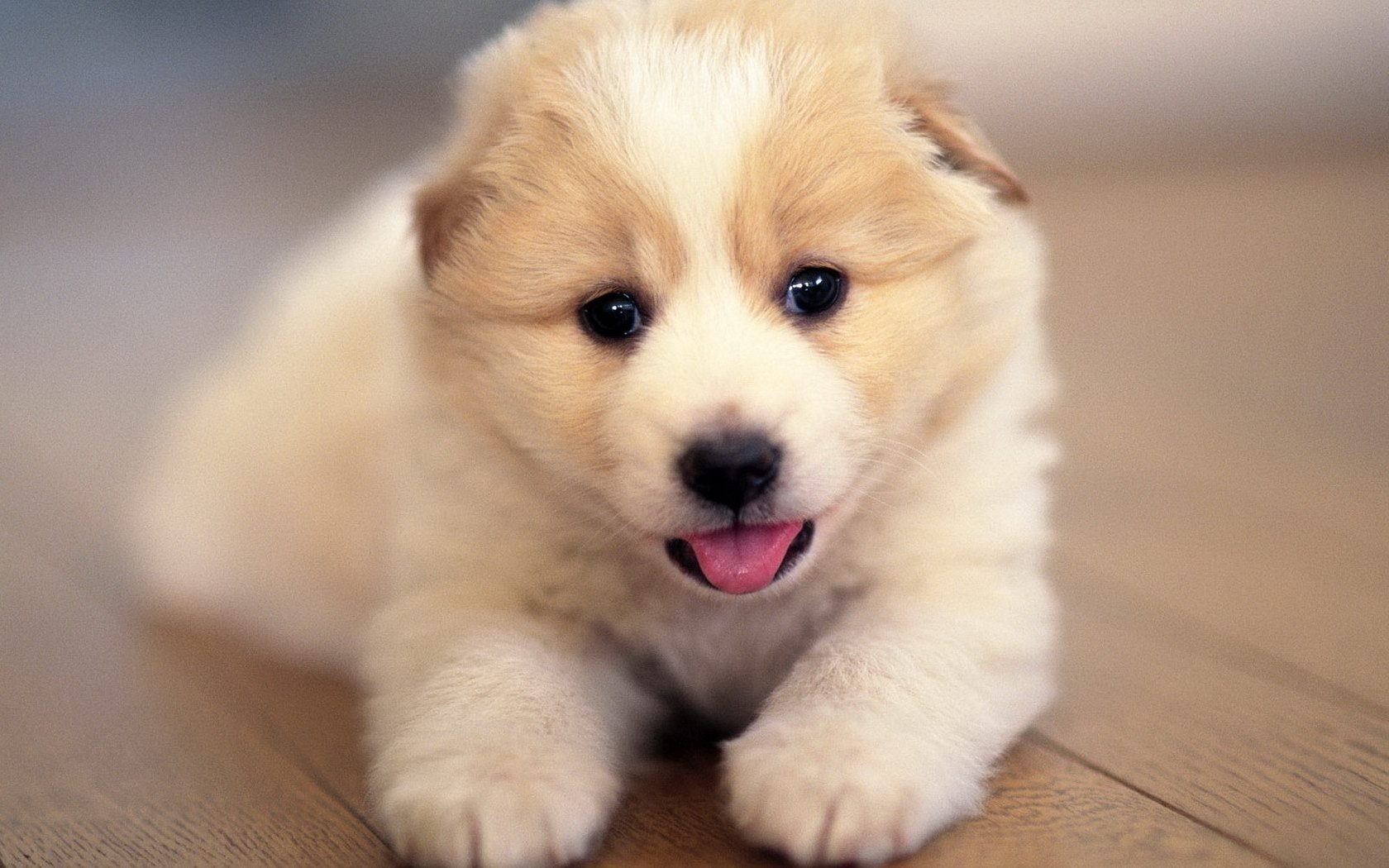 linda cara blanco cachorro perros mirada