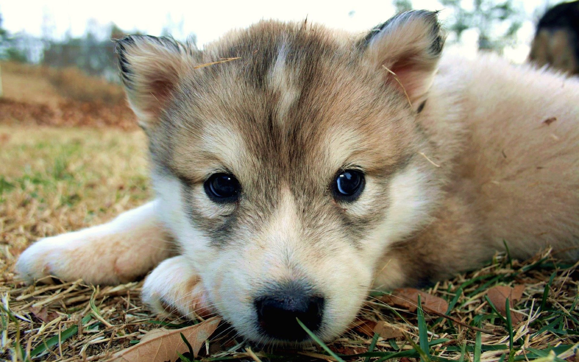 palla di pelo colore chiaro occhi svegli cani cuccioli sguardo