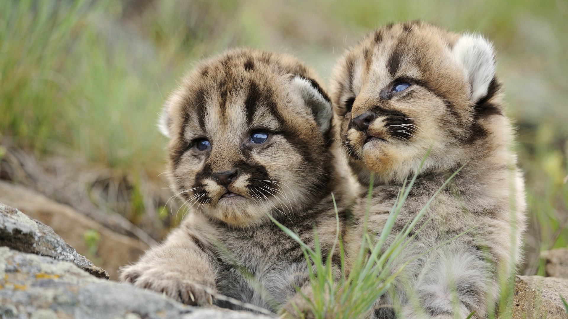 tigres créatures rayées herbe animaux prédateurs vue félin yeux duo