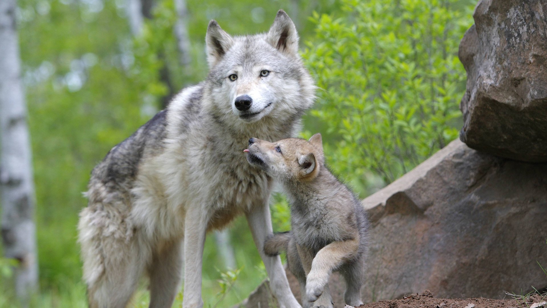 pequeño lobo vida silvestre familia lobos vista