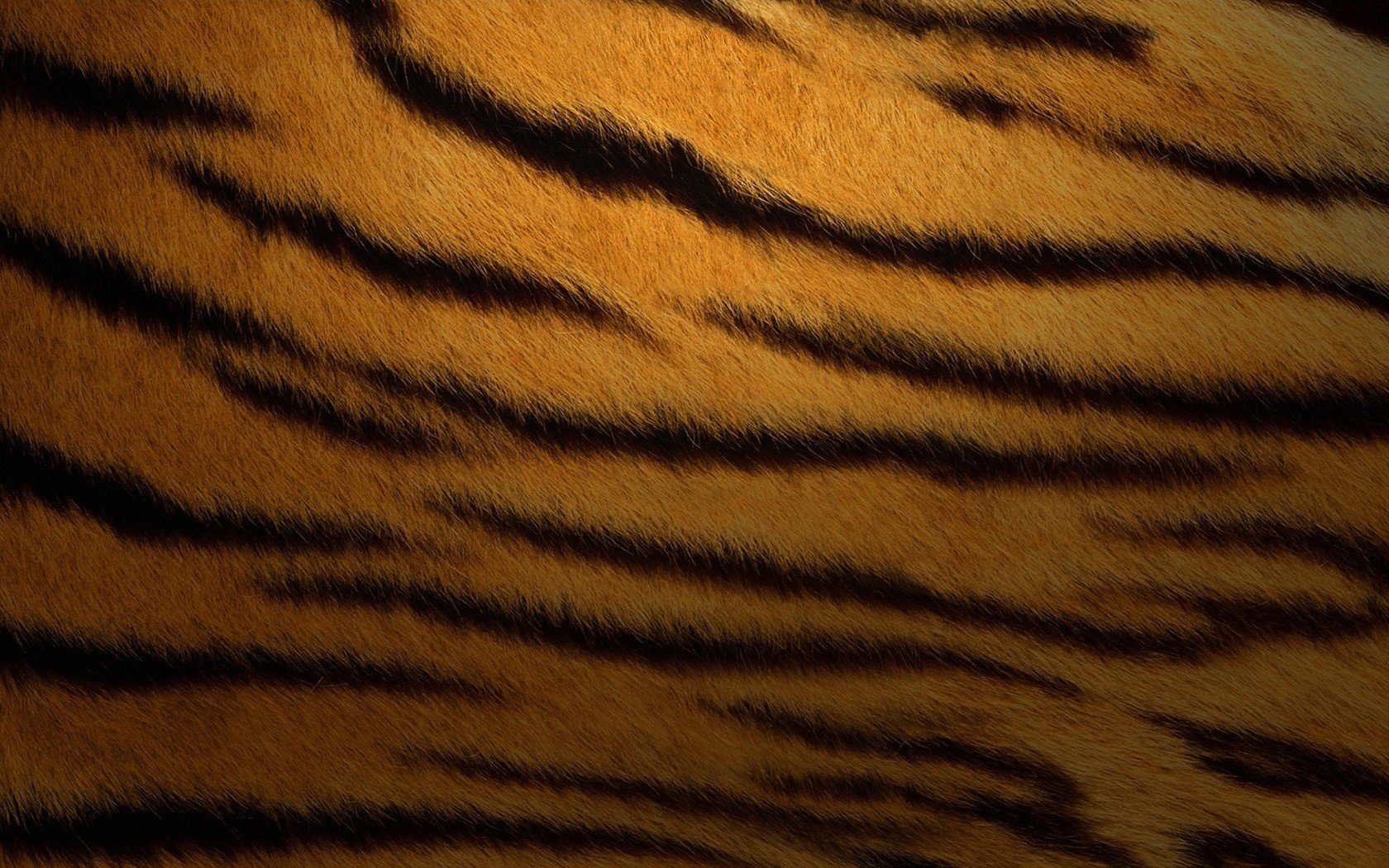 black stripes tiger skin