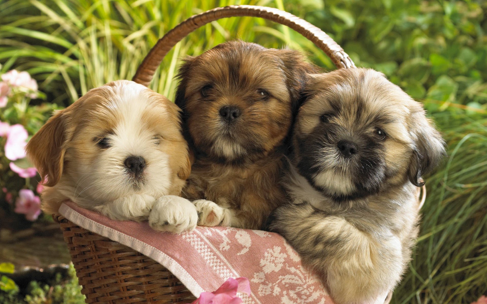 cestino con i bambini fluffies natura cani cuccioli sguardo