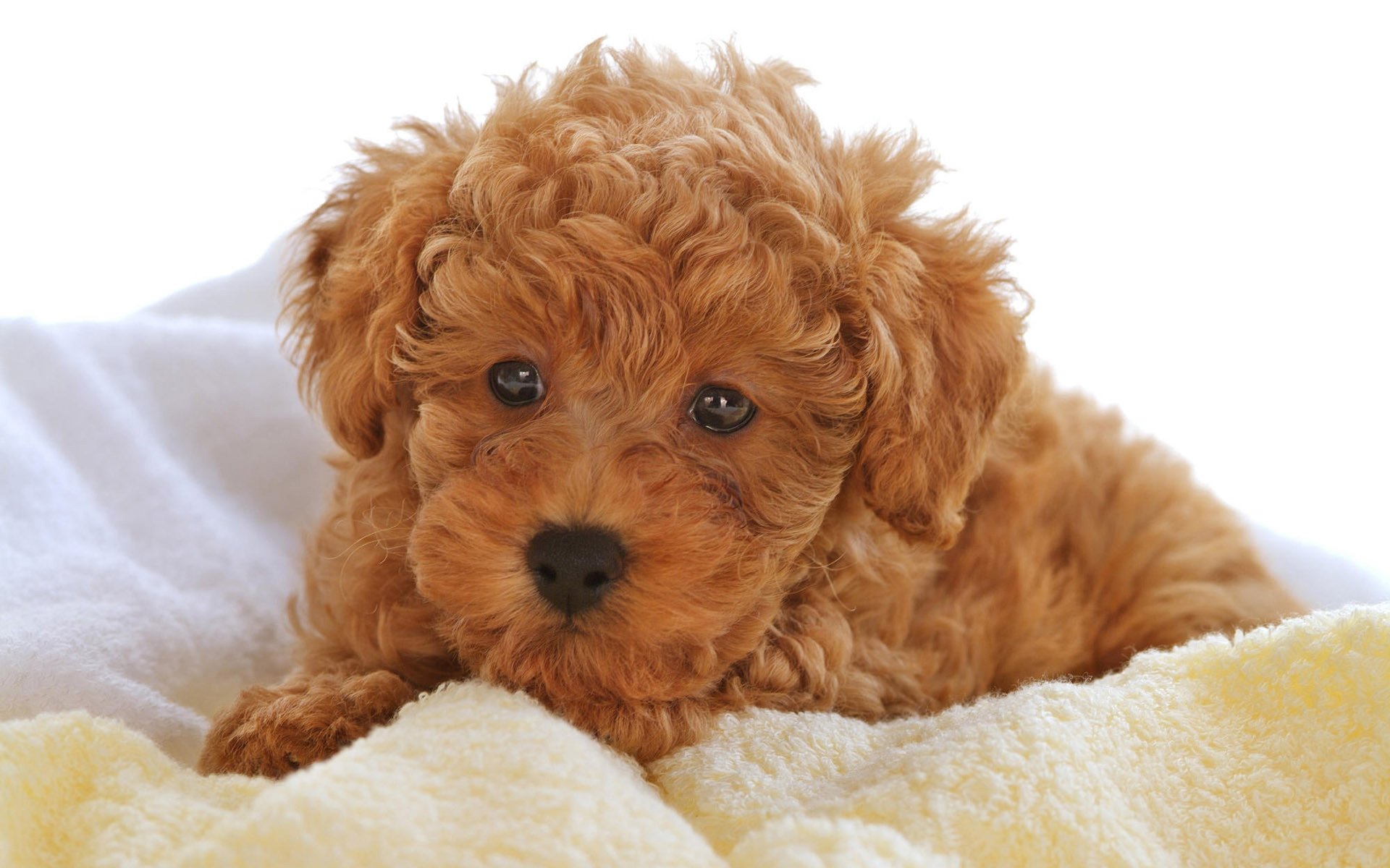 cucciolo riccio bambino coperta leggera cani cuccioli sguardo