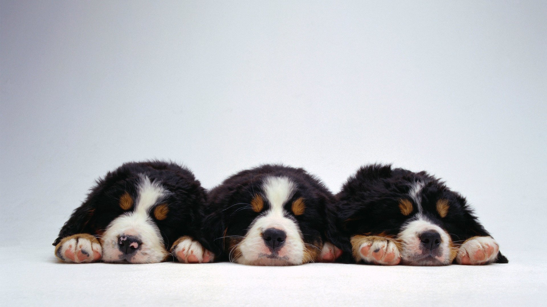 süß flauschige welpen schlafen hunde welpen