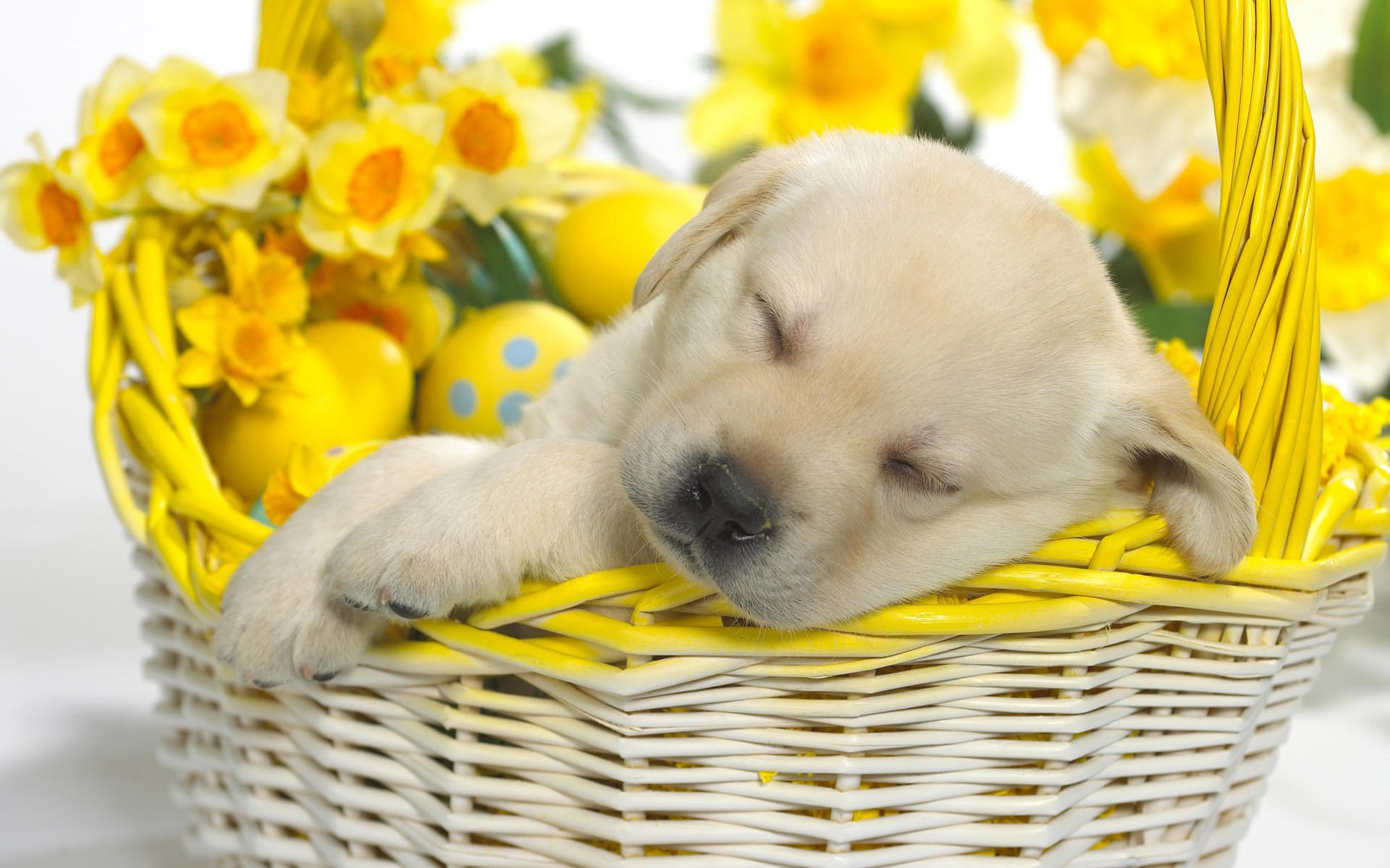 sueño del perrito flores cesta perros cachorros sueño