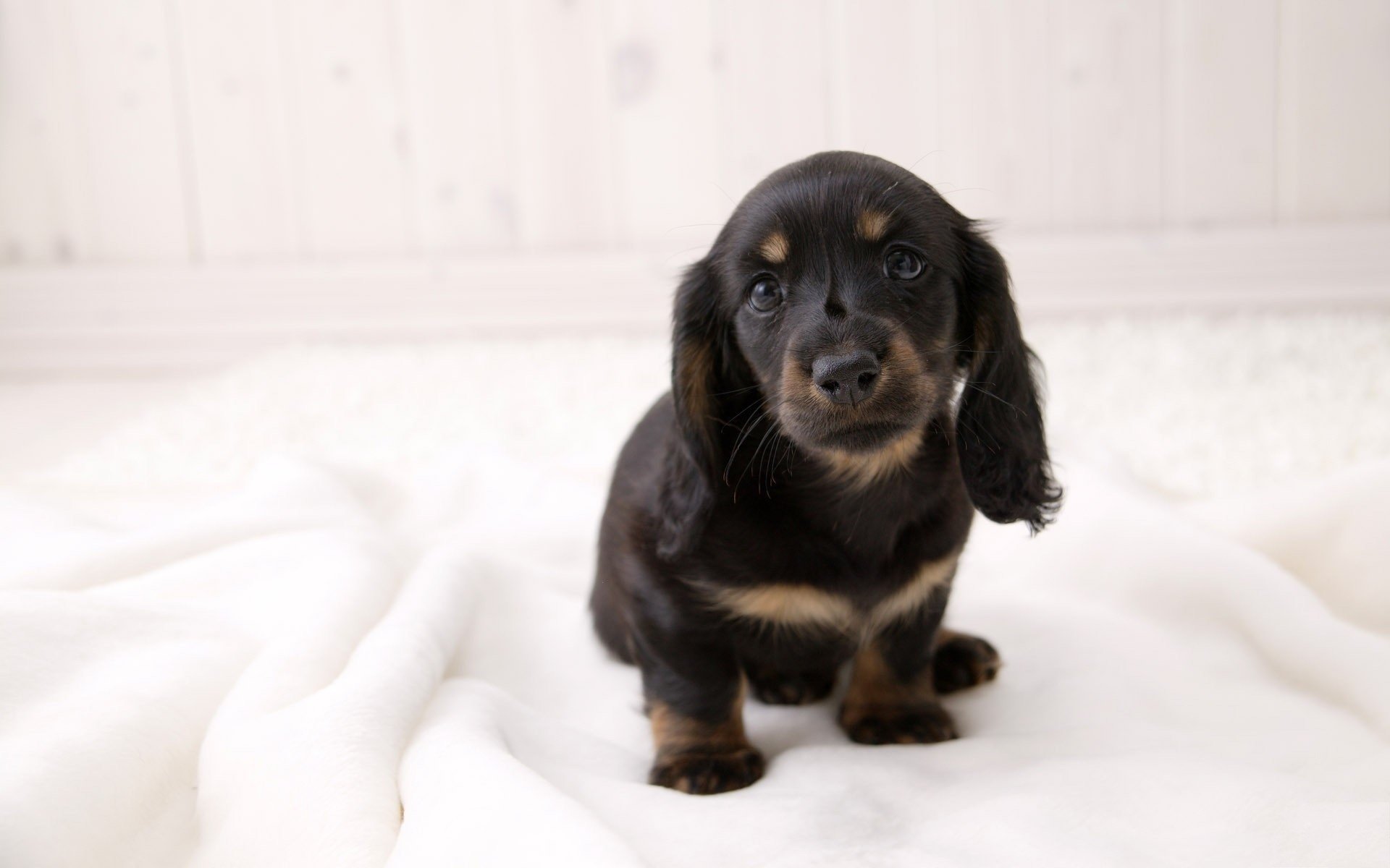 serviette blanche chiot foncé chiens regard