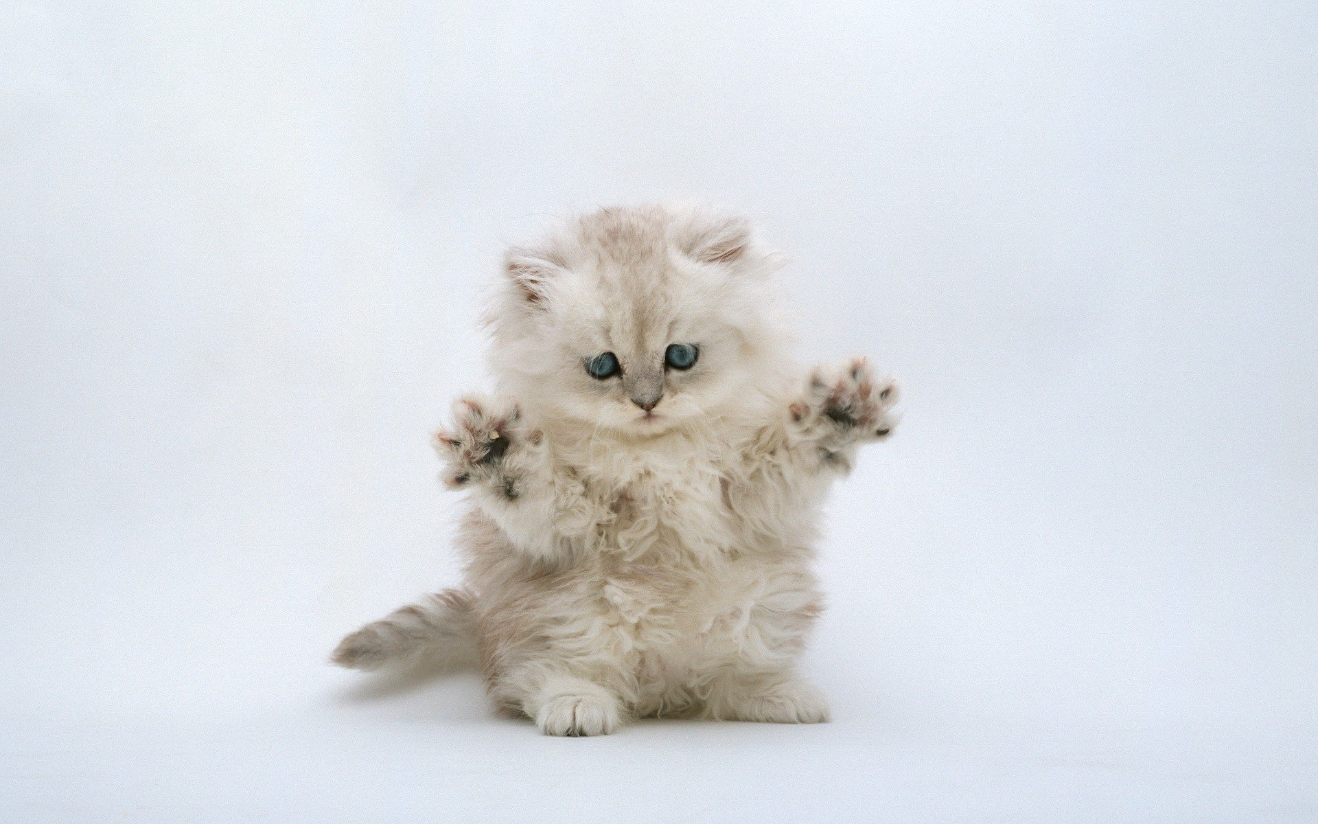 fluffy baby blue eyes kitty animals look white background paws cat eyes hairy