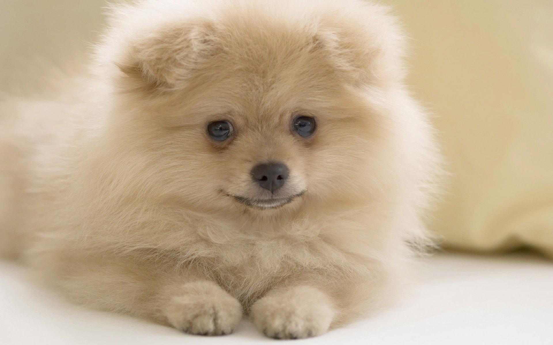 cucciolo lanuginoso briciola bianca occhi azzurri cani cuccioli sguardo