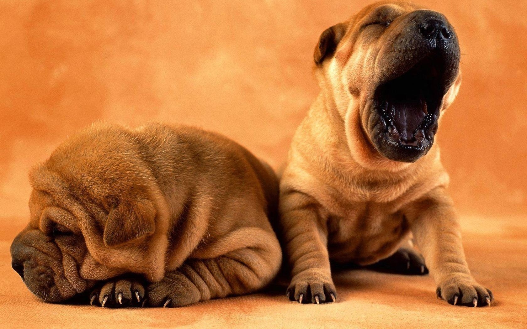 schläfrige schnauzen paar sharpei gähnen hunde welpen schlafen