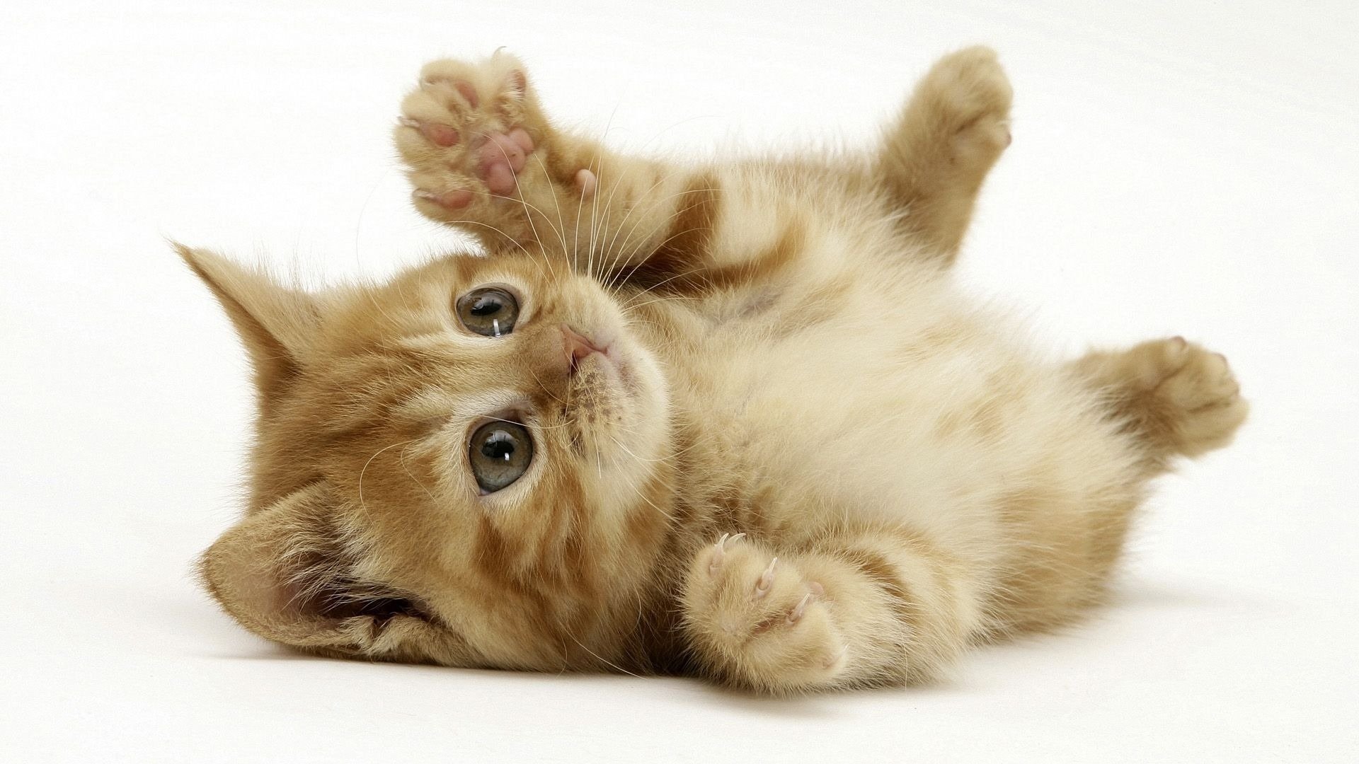 ginger kitten game stripe animals look kittens feline eyes kitten ginger ginger cat pet playful cat cat