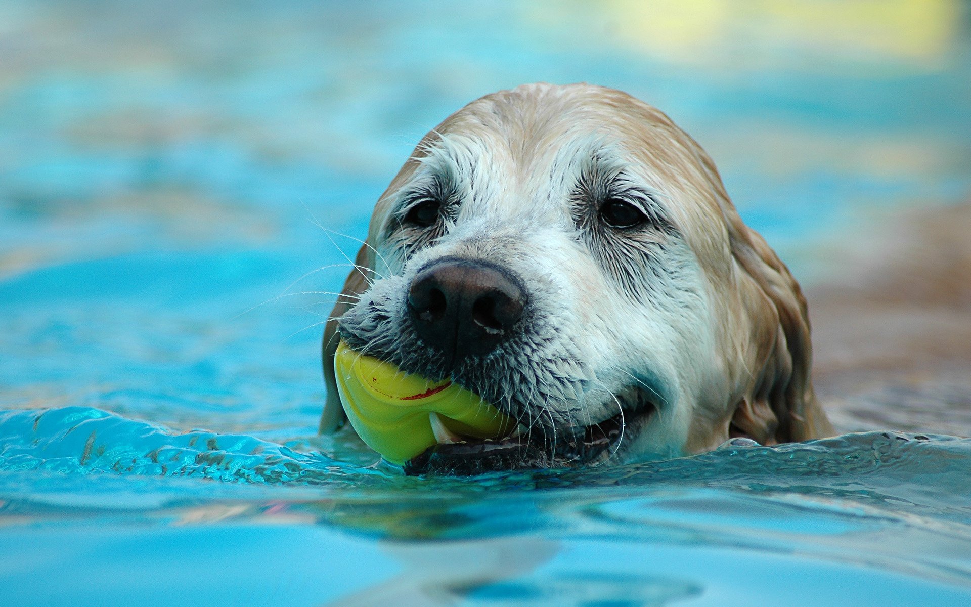 ball im mund wasserbehandlungen hund hunde