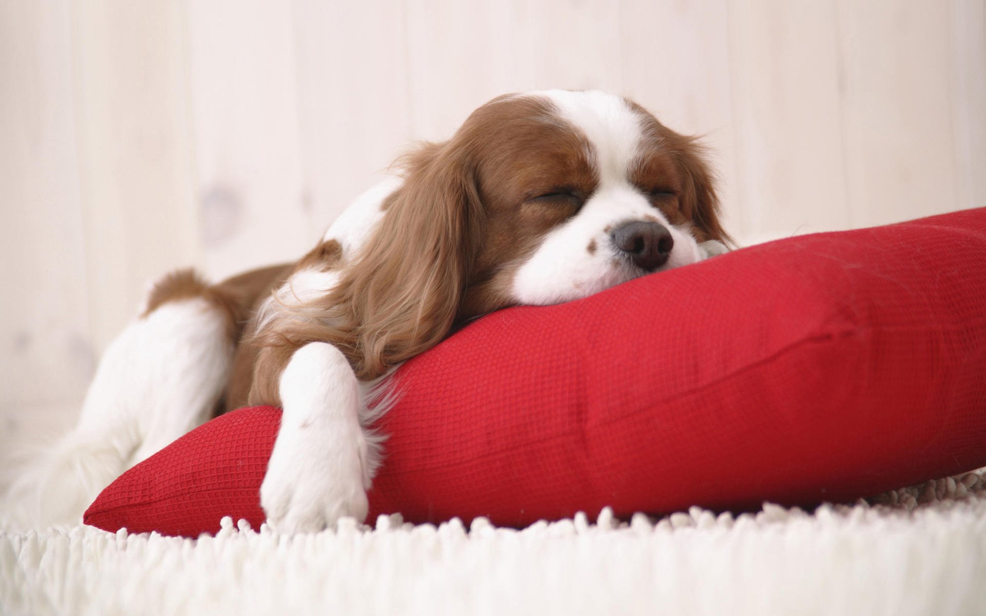 alfombra mullida almohada roja perro caído perros cachorros sueño