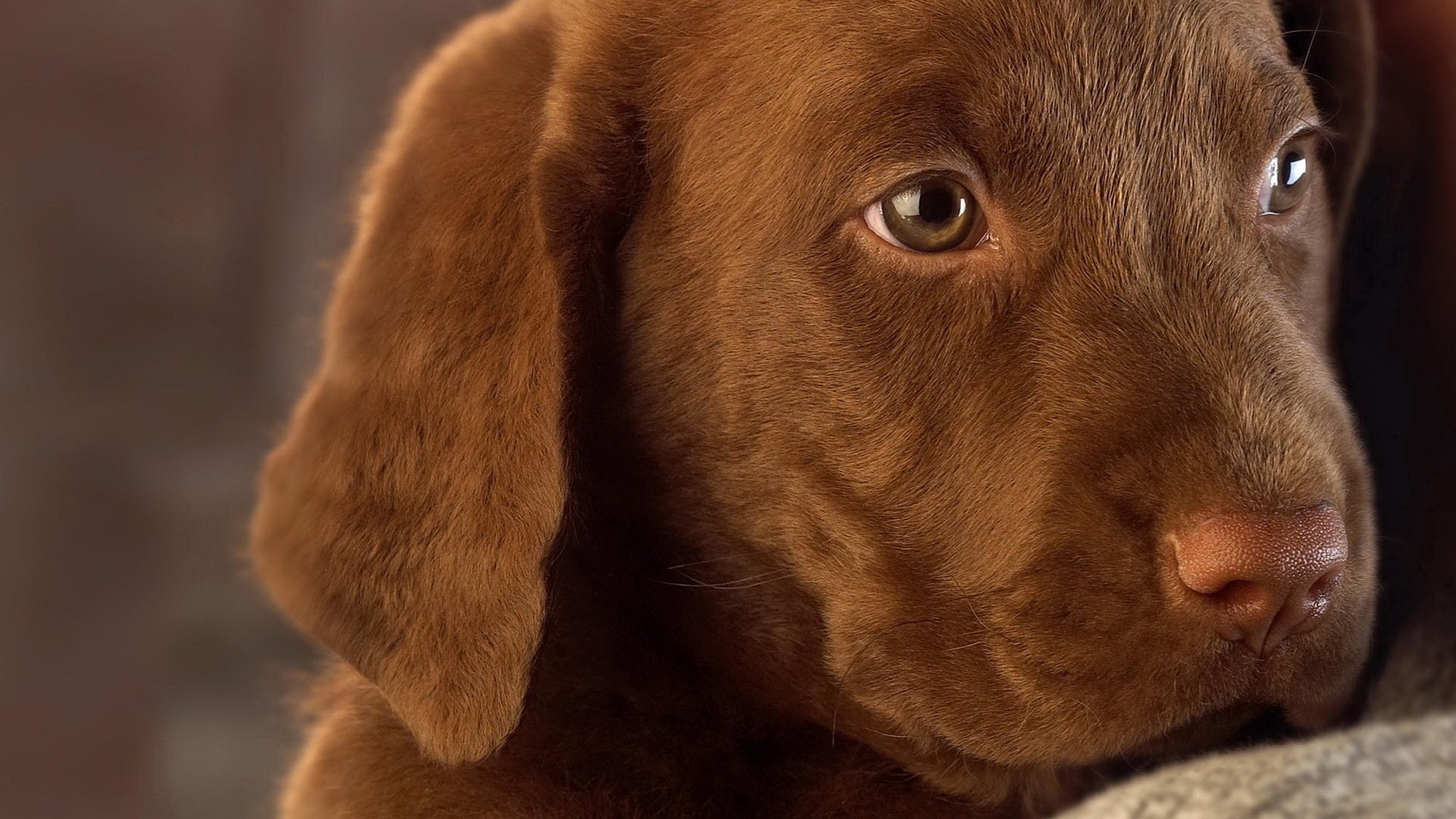 cucciolo beige tristezza zampa cani cuccioli sguardo