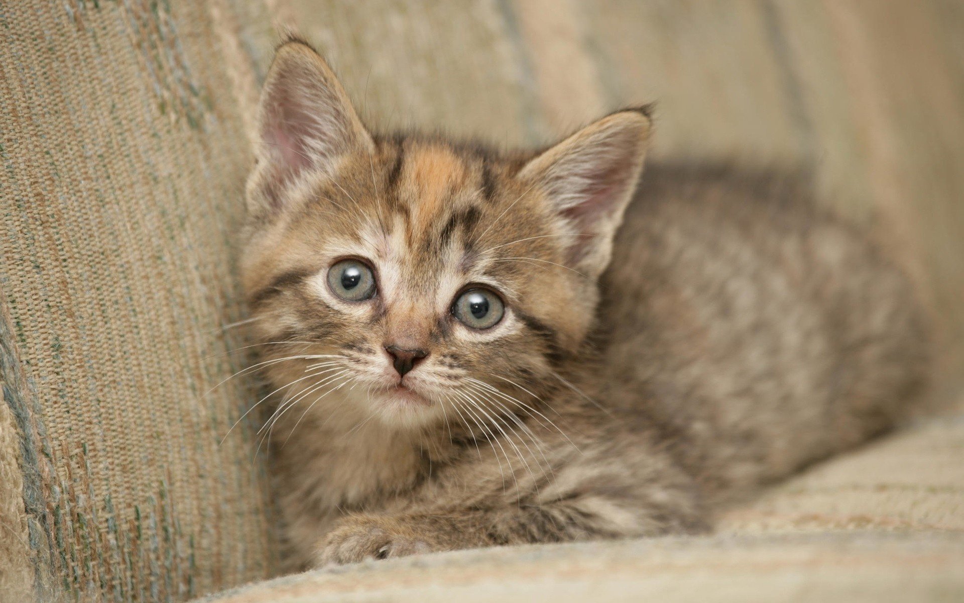 gray baby little kitty a closer look animals look cat eye