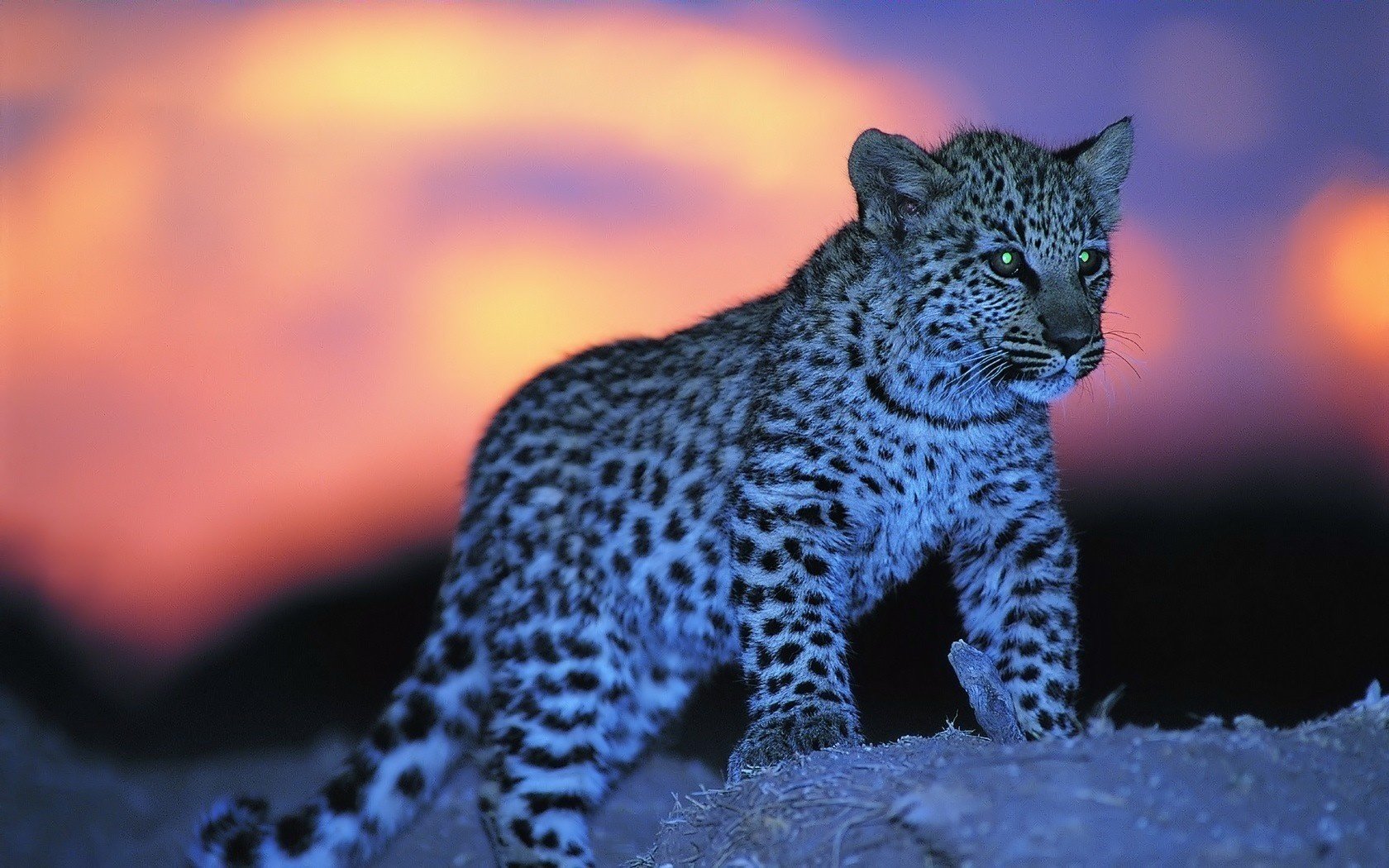 yeux brillent coucher de soleil enfant tacheté animaux prédateurs vue félin yeux