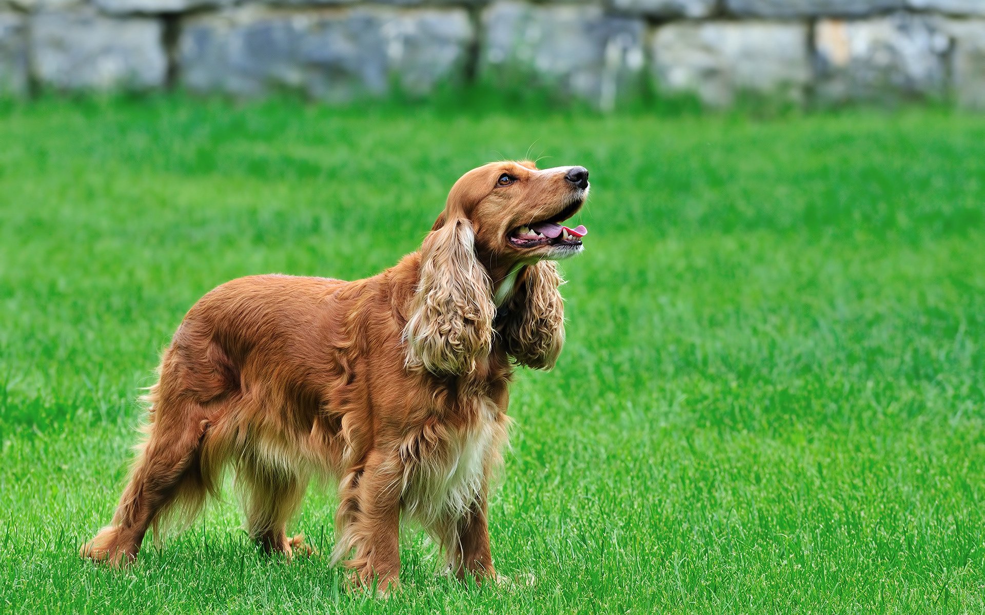 langes fell spaniel hingabe hunde