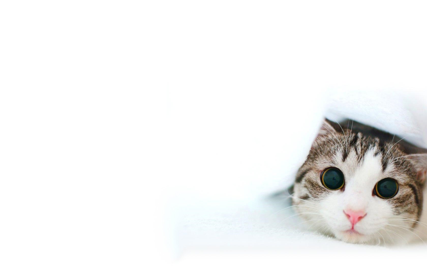 face of a cat white background pink nose animals look kittens cat eye