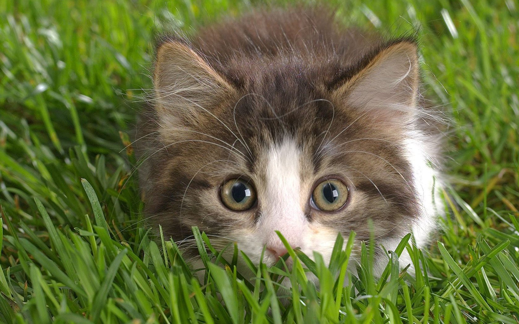 gattino peloso occhi sorpresi naso rosa animali sguardo gattini gatto occhi macro