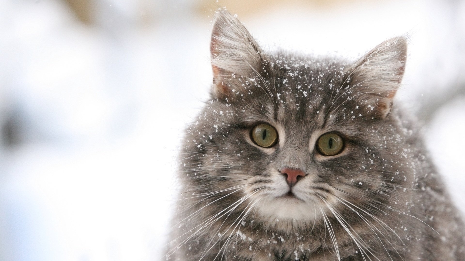 flauschige katze katzen schneeflocken grau tiere blick katze augen makro